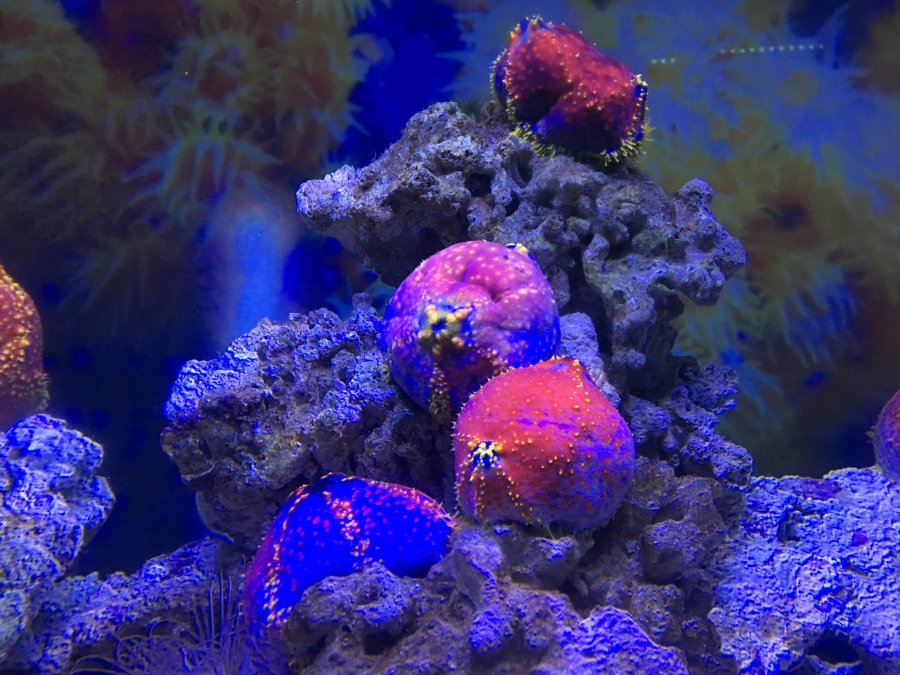 海底珊瑚