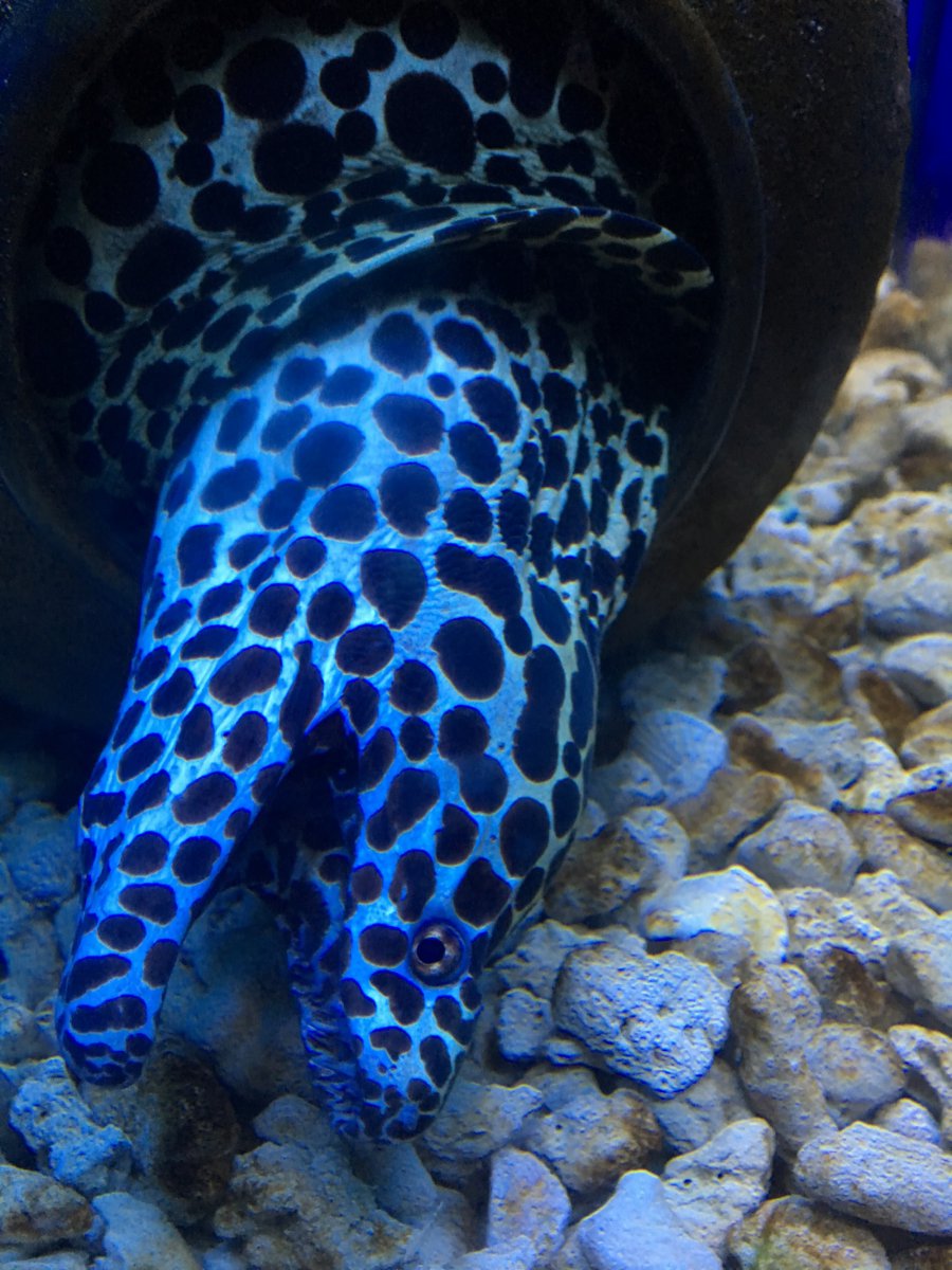 斑点海马