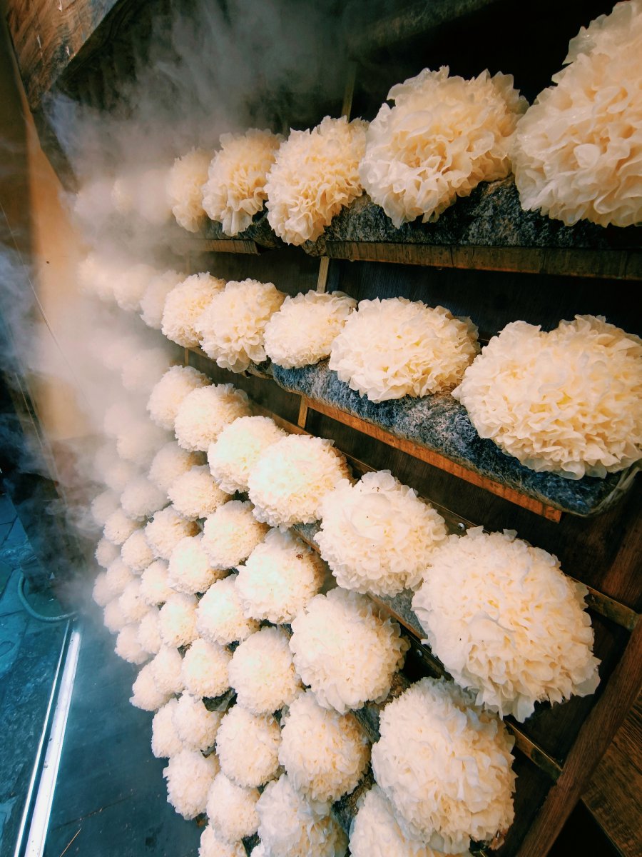 银耳种植场景