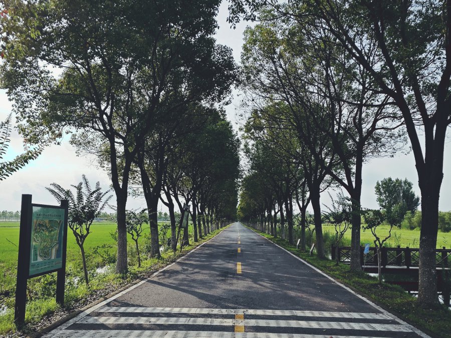 林荫大道