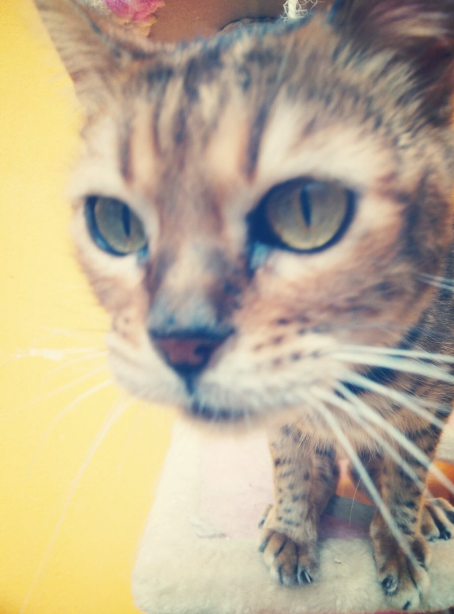 近距离的猫
